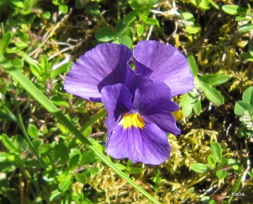 Viola eugeniae e Viola magellense?